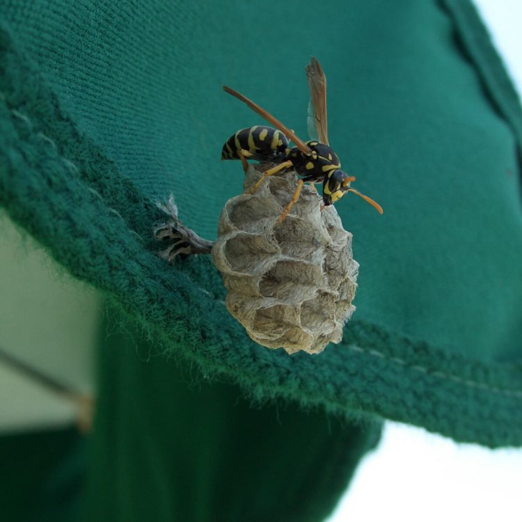Get rid of wasps in the swimming pool, for good