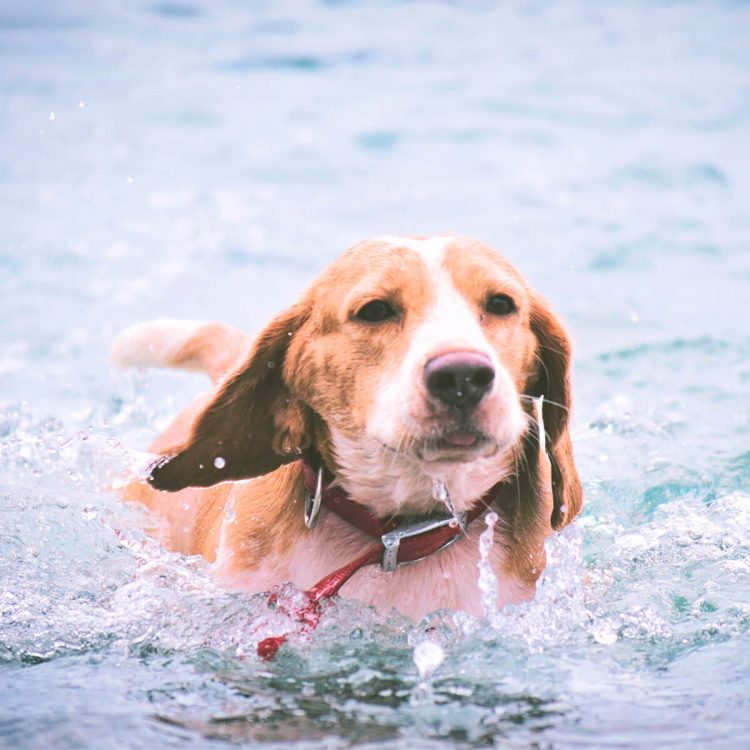 Cuidar de las mascotas en el entorno de la piscina (II)