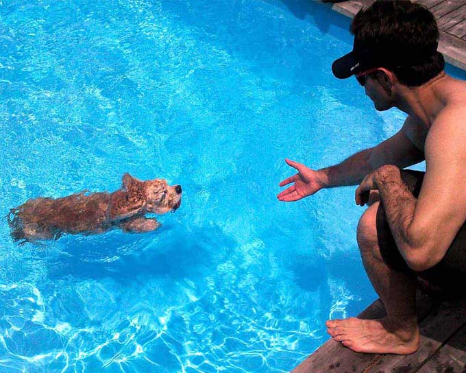 mascotas-natacion-piscina