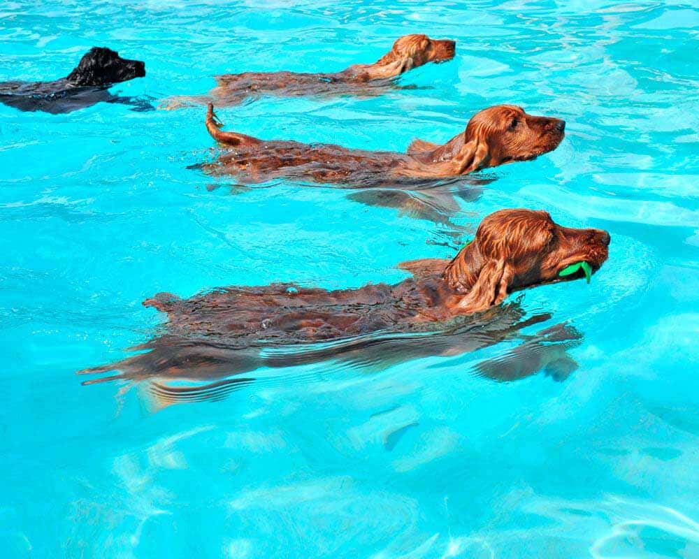 mascotas-piscina