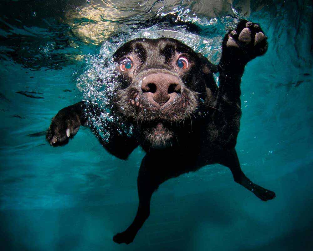 perro-nadando-piscina