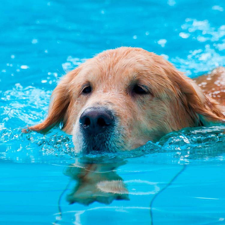 Cuidar de las mascotas en el entorno de la piscina (I)